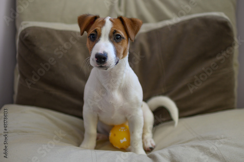 Jack Russell dog playing with a small ball