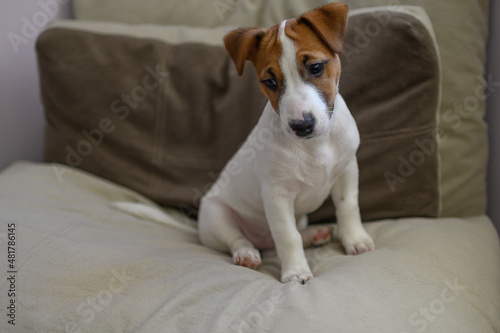 Jack Russell dog puppy lies on a large beige pillow