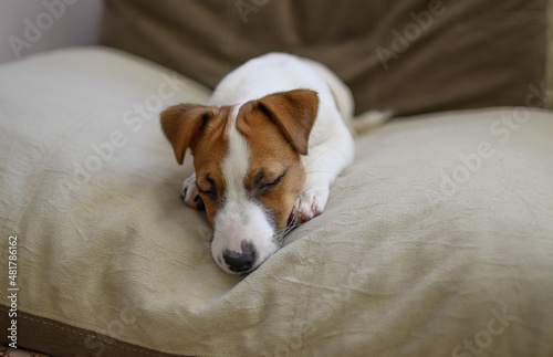 Jack Russell dog puppy sleeps on a large beige pillow © Yuliya