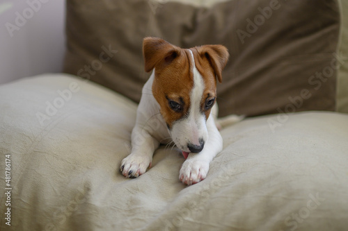Jack Russell dog puppy lies on a large beige pillow © Yuliya