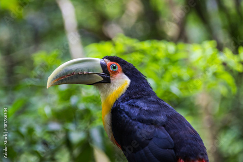 Toucan in Brazilian Jungle, Brazil. © totoa.grafie