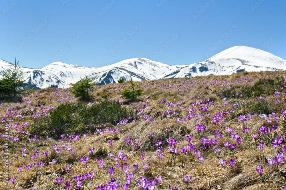 Spring landscape of flowers violet crocuses ( Crocus heuffelianus ) on glade in mountains, the ridge mountain range of Chernogor in Ukraine covered of snow, Mount Hoverla. Carpathian mountains