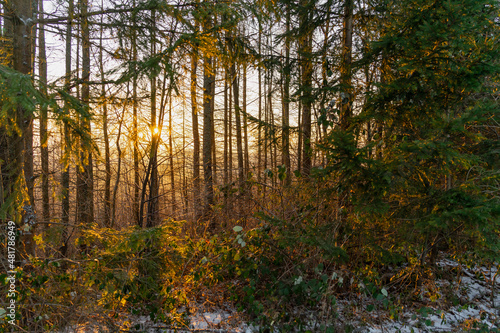 Fototapeta Naklejka Na Ścianę i Meble -  Słońce, las, zima