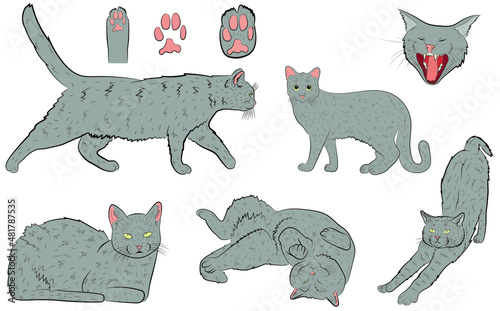 Set of cute realistic kittens or cats standing  walking sitting or walking vector Illustrations on a white background.