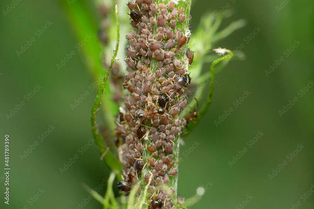 Babies of bug insect, Satara, Maharashtra, India Babies of bug insect, Satara, Maharashtra, India