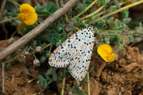 Spotted Leopard moth, Hypercompe species, Satara, Maharashtra, India photo