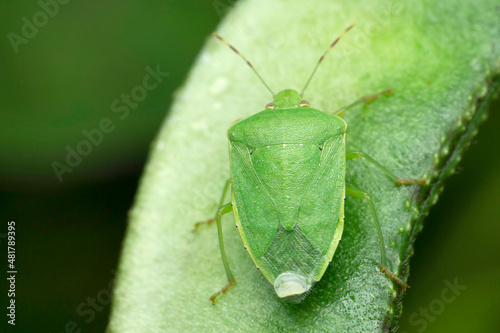 Green stink bug or green soldier bug, Chinavia hilaris,  Satara, Maharashtra, India photo