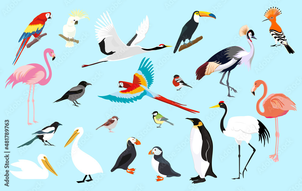 Fototapeta premium Set of birds. Vector design element