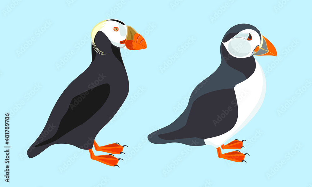 Fototapeta premium Puffin. Illustration of bird. Vector design element.