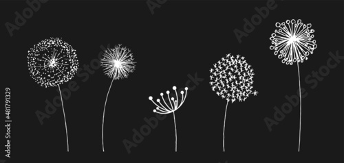 Hand drawn set of white dandelion in cute doodle style. Vector illustratin for fabric  print  pattern  card design or baby clothings  design element.