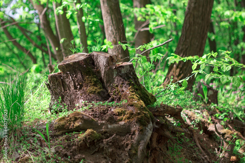 Tree stump with roots . Spring forest nature
