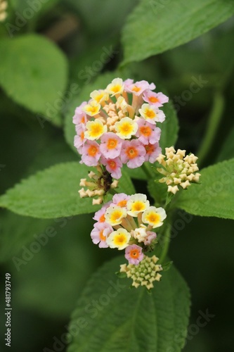 Colourful West Indian Lantana Flowers