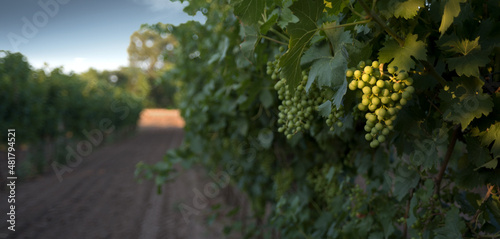Fotografie Bunch of grapes hanging in a vineyard