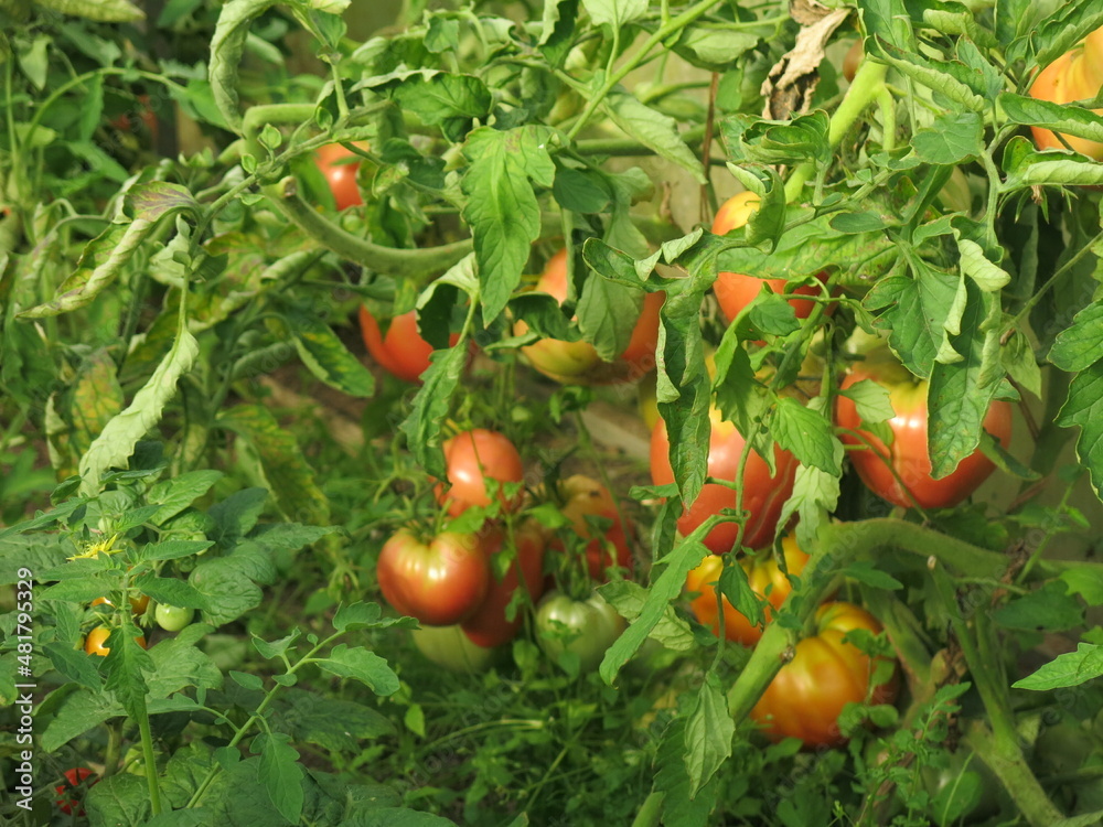 eco-friendly green and red tomatoes ripen on bushes in the garden eco-friendly green and red tomatoes ripen on bushes in the garden