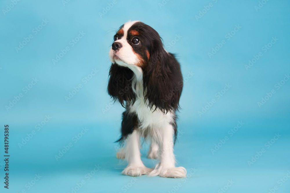 Portrait of a dog breed Cavalier King Charles Spaniel on a blue background