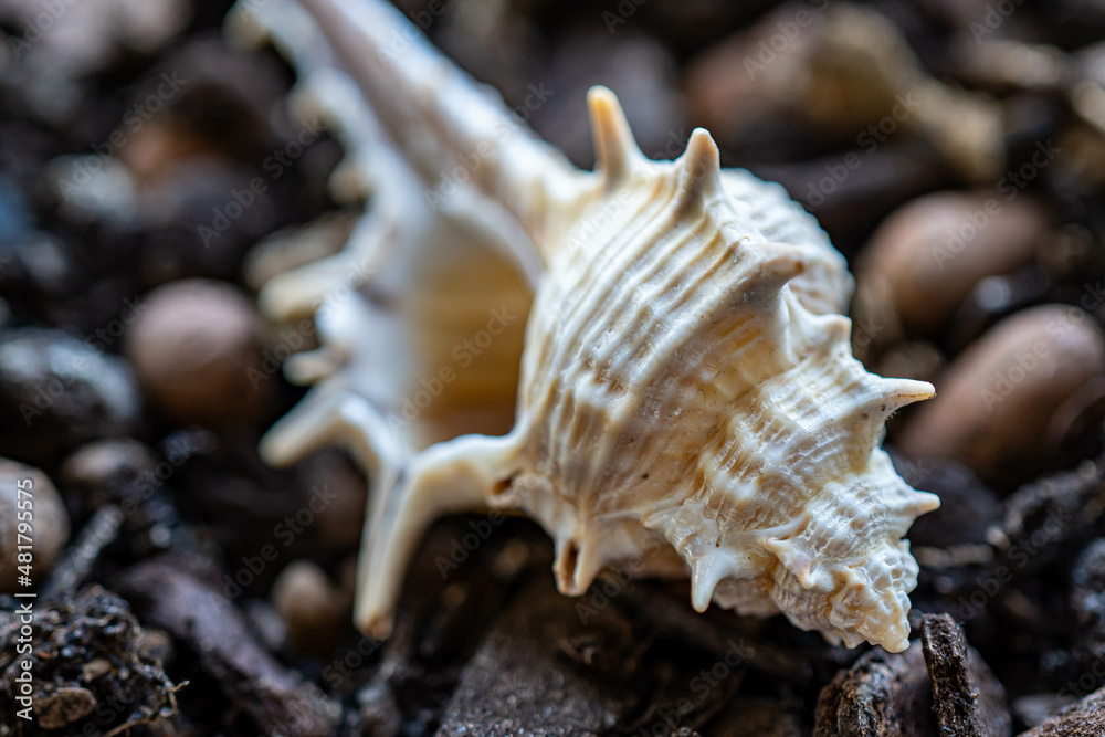 A seashell lies on the wet ground A seashell lies on the wet ground