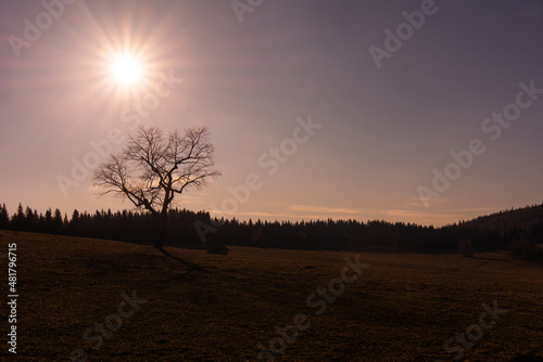 Romantic sunrise. Rays of the sun rising over a lonely tree in a meadow