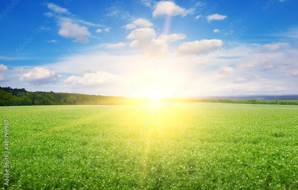 Rectangular landscape green pea field. Sunrise.