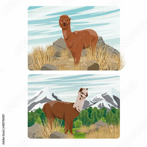A set of compositions. Alpaca in a valley near mountains. Vector realistic landscape