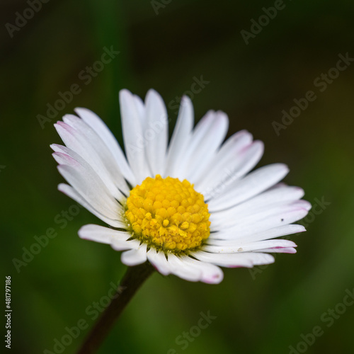 detail flower of white common  lawn  or English daisy  bruisewort  or woundwort  Bellis perennis 