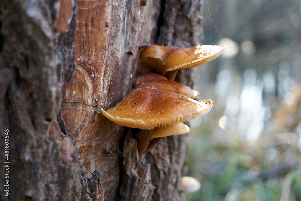 close up of light brown mushrooms on a tree trunk close up of light brown mushrooms on a tree trunk