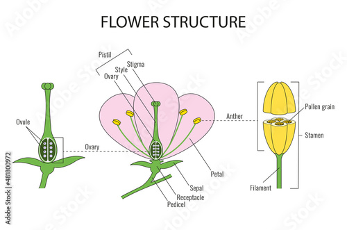 Part of a flower biological diagram