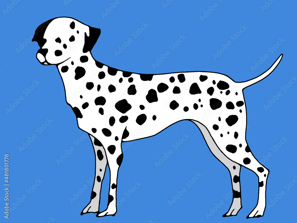 Dalmatian dog illustration