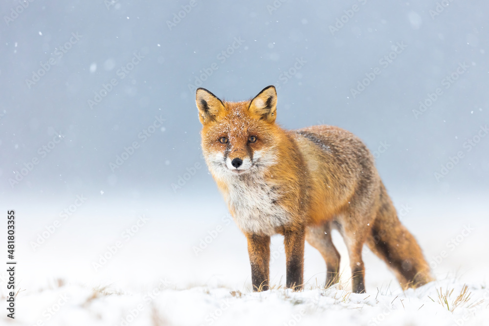 Fototapeta premium Mammals - European Red Fox (Vulpes vulpes)