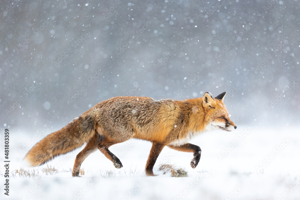 Mammals - European Red Fox (Vulpes vulpes)
