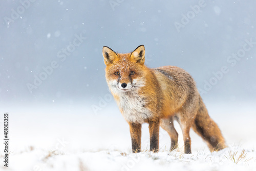 Mammals - European Red Fox  Vulpes vulpes 