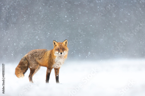 Mammals - European Red Fox (Vulpes vulpes) photo