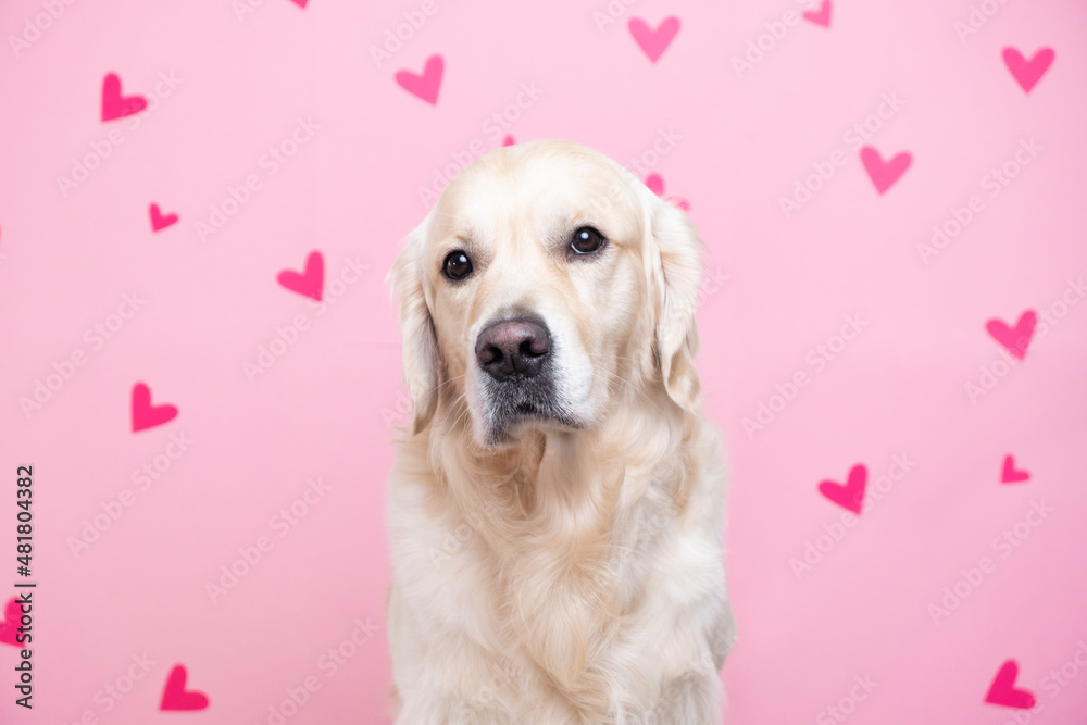 Portrait of a dog on a pink background with hearts. Golden Retriever for Valentine's Day, wedding and birthday. Postcard with pet.