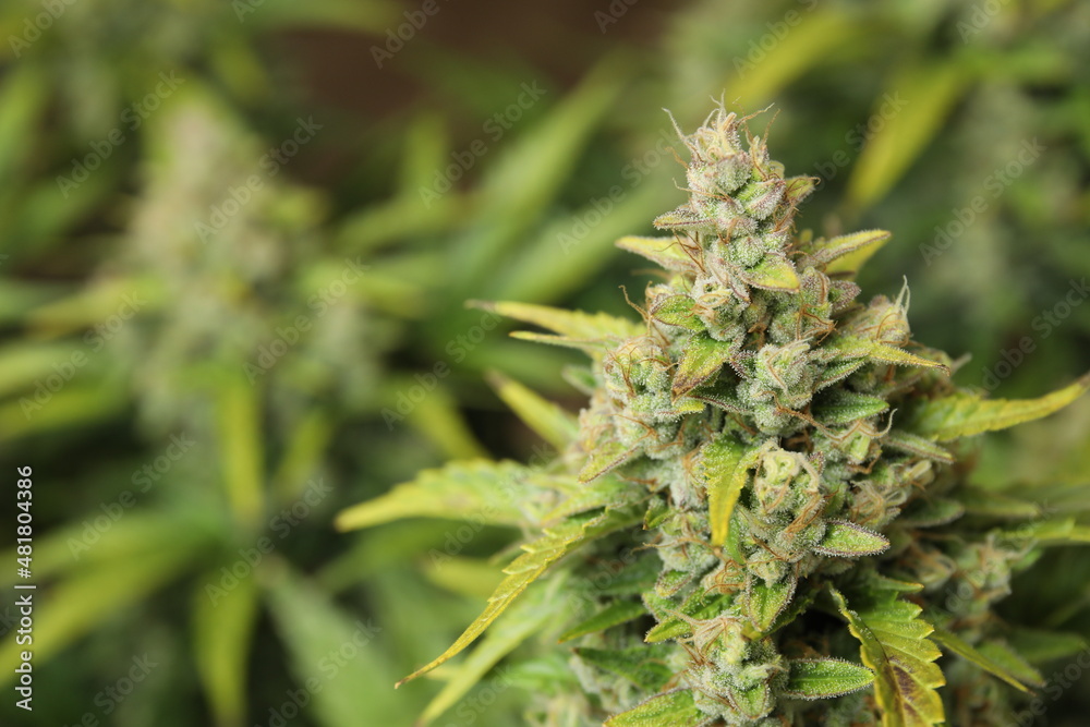Cannabis bud macro shot with sugar trichomes before harvest
