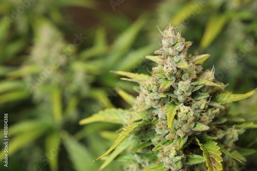 Cannabis bud macro shot with sugar trichomes before harvest