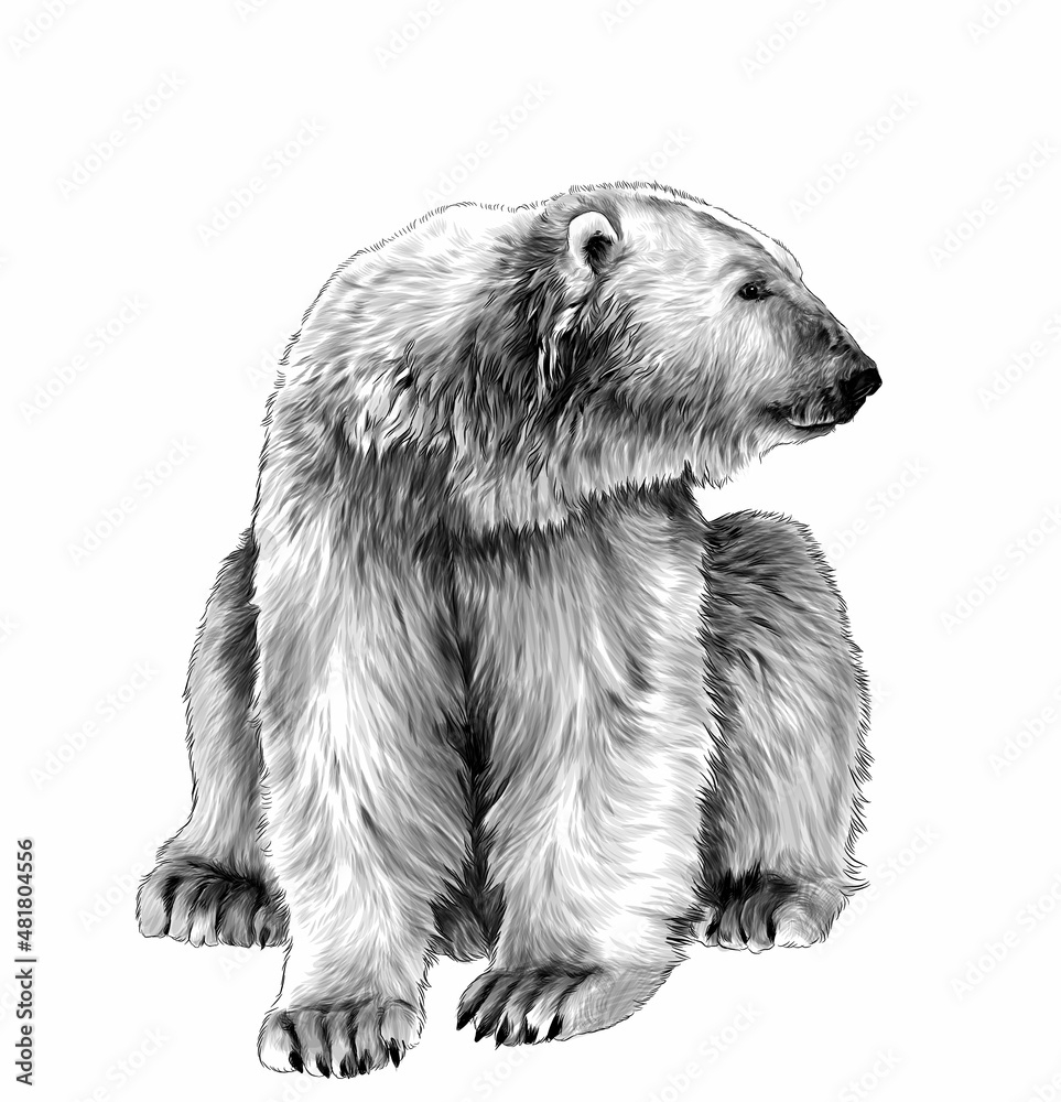 Fototapeta premium bear sitting full length and looking sideways, sketch vector graphics monochrome illustration on white background