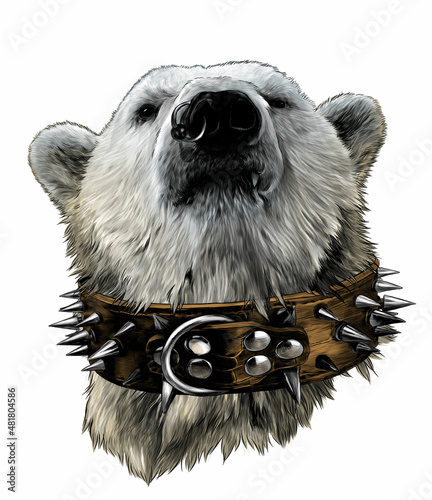 the head of a proud bear looking confidently forward in a leather collar with metal spikes and an earring in the nose, sketch vector graphics color illustration on a white background