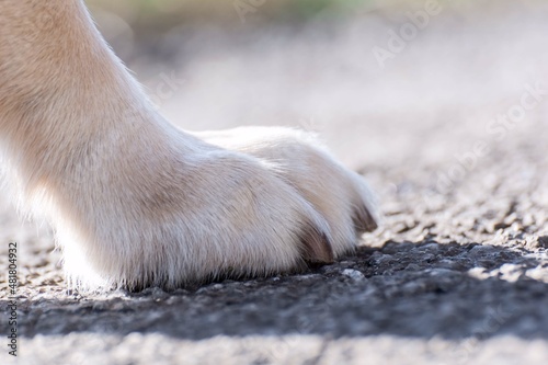 La pata de un perro sobre el asfalto 