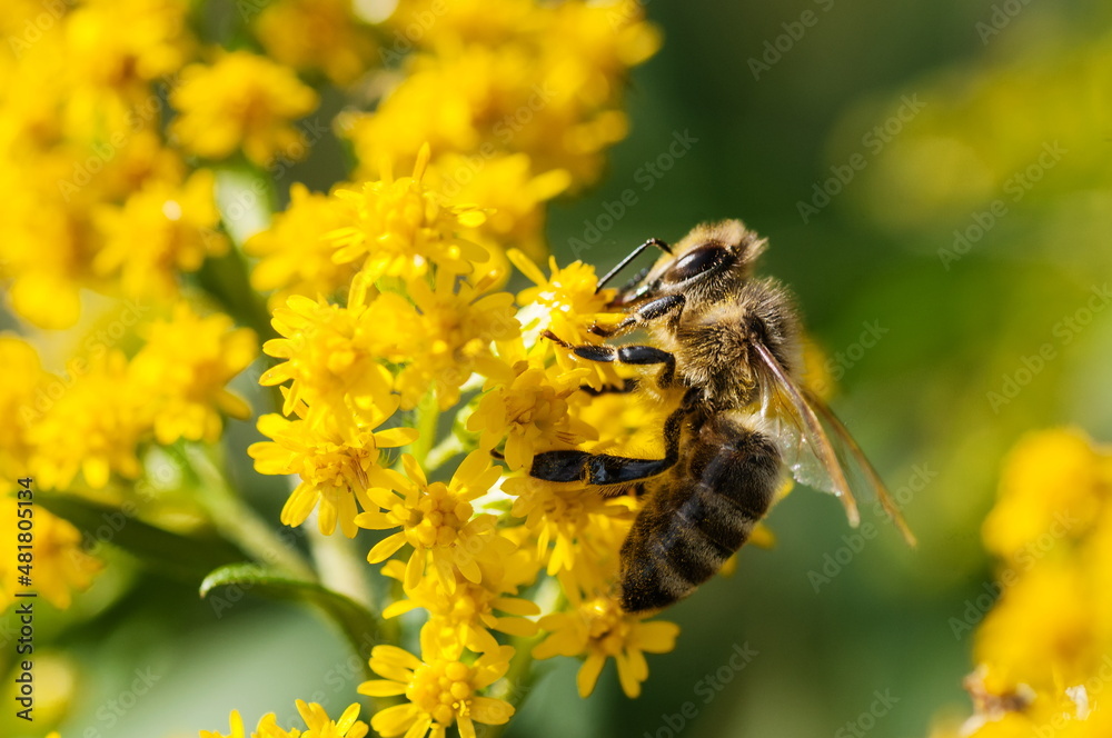 A honey bee collecting pollen from yellow flowers A honey bee collecting pollen from yellow flowers