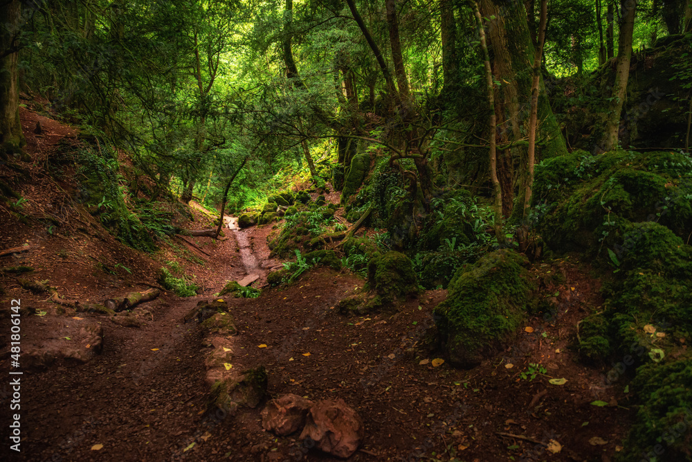 Beautiful forest with bright sunlight in the background Beautiful forest with bright sunlight in the background