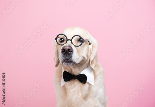 Dog in glasses and bow tie sitting on a pink background. Golden retriever in a teacher's suit. The concept of school, learning, smart animals.