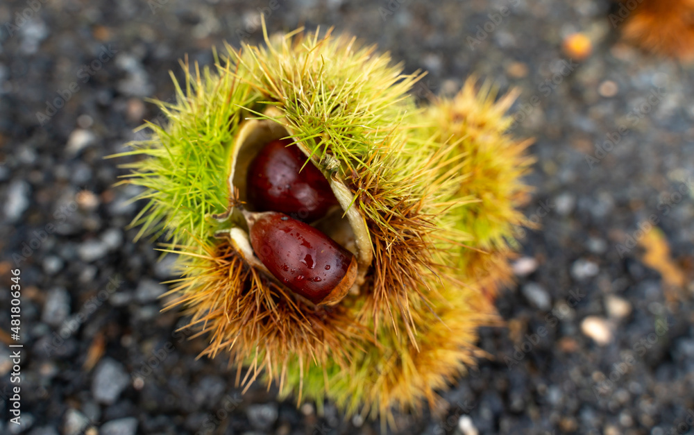 autumn texture with chestnuts on the hedgehog autumn texture with chestnuts on the hedgehog
