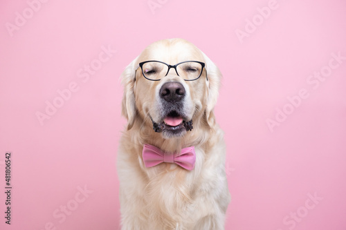 A dog with glasses and a pink bow tie sits on a pink background. Golden retriever in a teacher's suit. The concept of school, learning, smart animals.