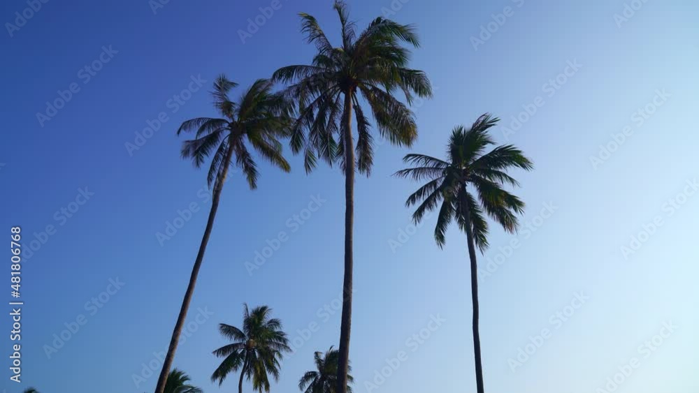 coconut palm tree with beautiful blue sky and clouds