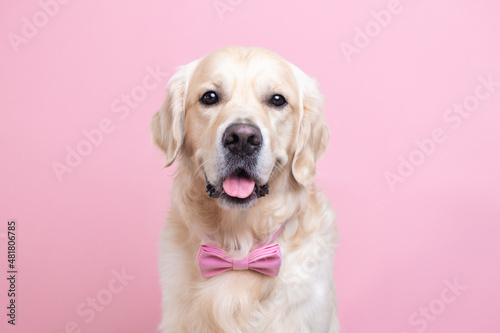 Portrait of a happy dog in a pink bow tie. Golden Retriever sitting on a pink background with room for text. Postcard with a pet