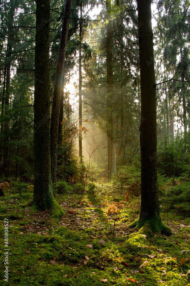 Beautiful fairy tale forest landscape with sunlight shining through the trees and foliage. Natural background Beautiful fairy tale forest landscape with sunlight shining through the trees and foliage. Natural background