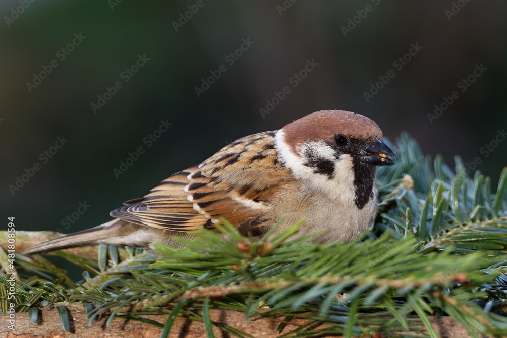 Naklejka premium Tree sparrow shells a seed on a fir branch. Moravia. Europe.