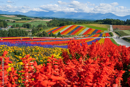 広大な花畑と十勝岳連峰 (日本 - 北海道 - 四季彩の丘)
