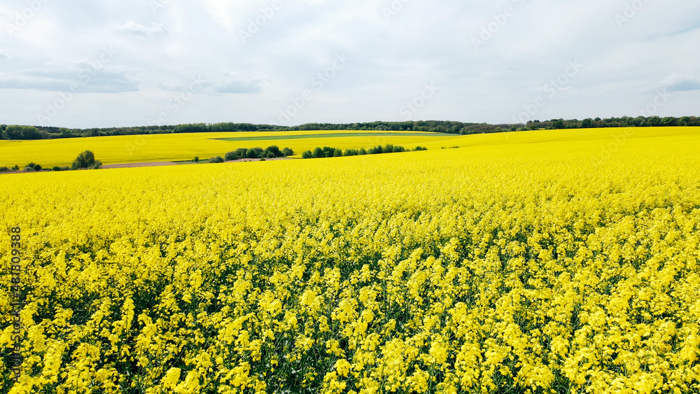 Obraz premium Aerial view of rich harvest of blooming yellow rapeseed with blue sky and clouds