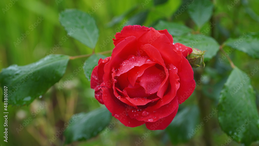 A rose planted along the river.Summer green, bright red rose A rose planted along the river.Summer green, bright red rose