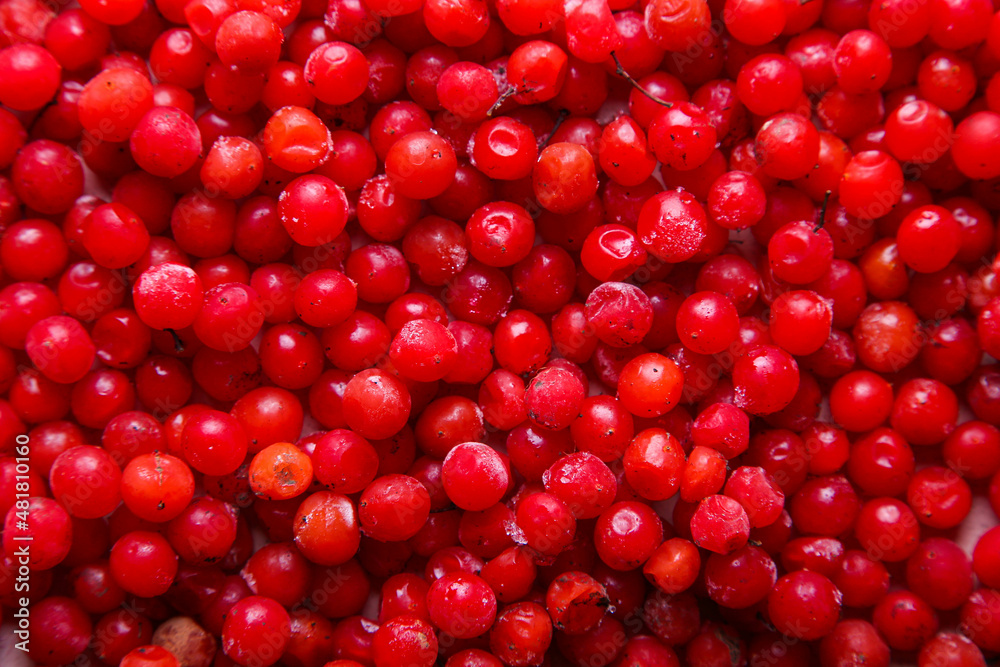 Viburnum berry frozen background. Beautiful texture with red berries. Harvest the fruits of viburnum. Close-up. Natural background is perfect for design. Viburnum berry frozen background. Beautiful texture with red berries. Harvest the fruits of viburnum. Close-up. Natural background is perfect for design.